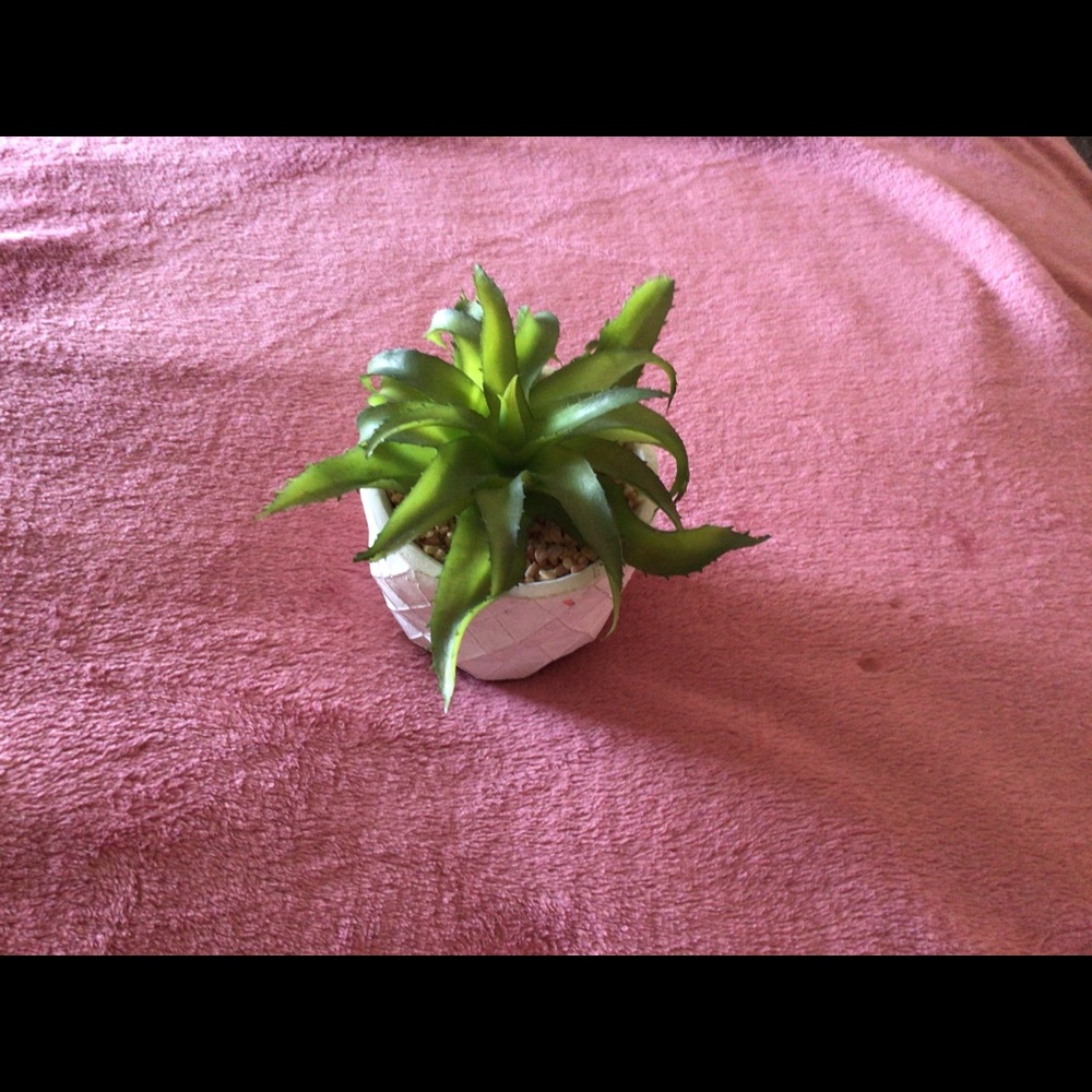 Fake succulent